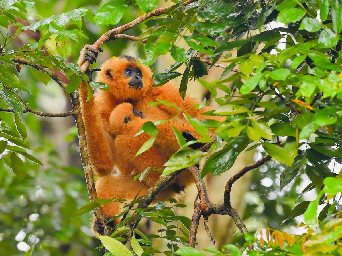 Gibbon Singing Home Stay Quan Tom Exteriér fotografie